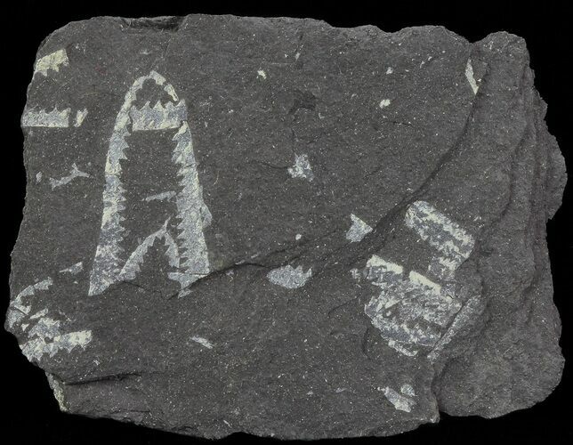 Fossil Graptolites (Didymograptus) - Great Britain #67992
